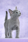 stehendes Russisch Blau Kätzchen / standing russian blue kitten