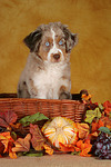 Miniature Australian Shepherd Welpe / miniature australian shepherd puppy