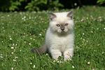 Britisch Kurzhaar Kätzchen / british shorthair kitten