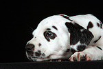 Dalmatiner Welpe / dalmatian puppy