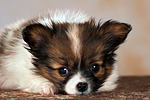 liegender Papillon Welpe / lying papillon puppy