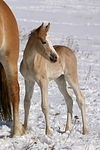 Haflinger Fohlen / haflinger horse foal