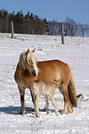 Haflinger / haflinger horses