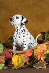 Dalmatiner Welpe / dalmatian puppy