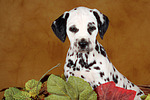 Dalmatiner Welpe / dalmatian puppy