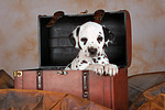 Dalmatiner Welpe / dalmatian puppy