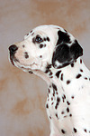 Dalmatiner Welpe / dalmatian puppy