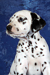 Dalmatiner Welpe / dalmatian puppy