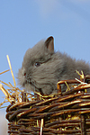 Löwenköpfchen / lion-headed bunny