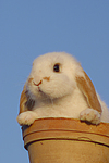 Zwergwidder / lop-eared bunny