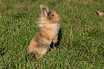 Löwenköpfchen / lion-headed bunny