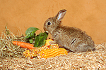 Zwergkaninchen / dwarf rabbit