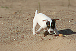 Parson Russell Terrier Welpe / parson russell terrier puppy