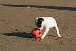 Parson Russell Terrier Welpe / parson russell terrier puppy