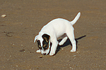 Parson Russell Terrier Welpe / parson russell terrier puppy