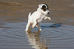 Parson Russell Terrier Welpe / parson russell terrier puppy