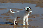 Parson Russell Terrier Welpe / parson russell terrier puppy