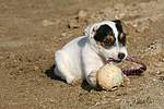 Parson Russell Terrier Welpe / parson russell terrier puppy