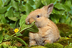 junges Zwergkaninchen / young dwarf rabbit