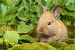 junges Zwergkaninchen / young dwarf rabbit