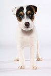 Parson Russell Terrier Welpe / parson russell terrier puppy