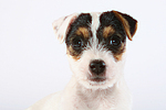 Parson Russell Terrier Welpe / parson russell terrier puppy