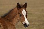 Deutsches Reitpony / pony