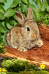 junges Zwergkaninchen / young dwarf rabbit