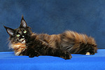 Maine Coon