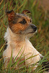 Jack Russell Terrier