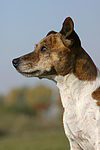 Jack Russell Terrier