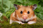 Goldhamster / golden hamster