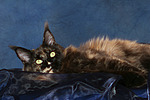 Maine Coon