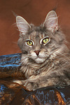 Maine Coon