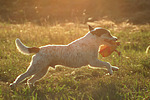 Parson Russell Terrier