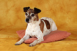 Jack Russell Terrier