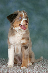 Miniature Australian Shepherd Welpe / miniature australian shepherd puppy