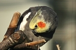 Nymphensittich / cockatiel