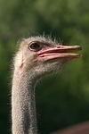 Stauß / ostrich