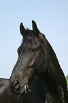 fressen Friese / eating friesian horse