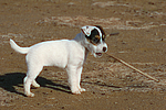 Parson Russell Terrier Welpe / parson russell terrier puppy