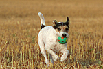 Parson Russell Terrier