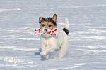 Parson Russell Terrier spielt im Schnee / prt playing in snow