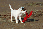 Parson Russell Terrier Welpe / parson russell terrier puppy