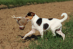 Parson Russell Terrier