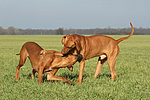 Rhodesian Ridgebacks