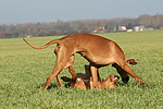 Rhodesian Ridgebacks