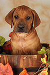 Rhodesian Ridgeback Welpe / rhodesian ridgeback puppy