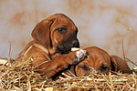 Rhodesian Ridgeback Welpen / rhodesian ridgeback puppies