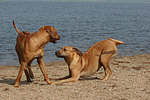 Rhodesian Ridgebacks